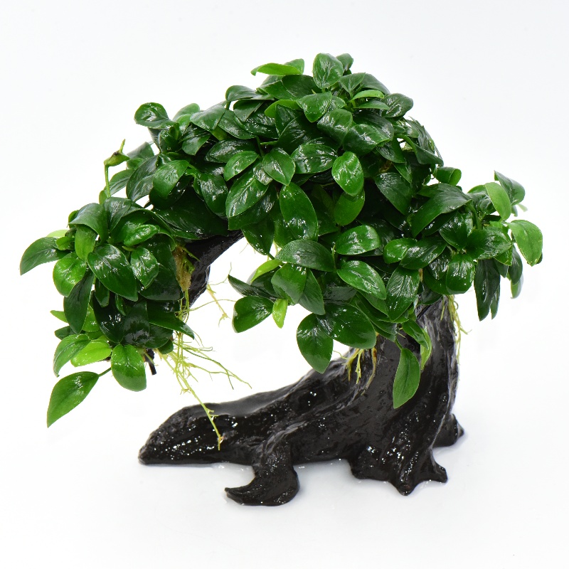 鱼缸造景水榕类招财树懒人淡水生命之树一树成景水草植物