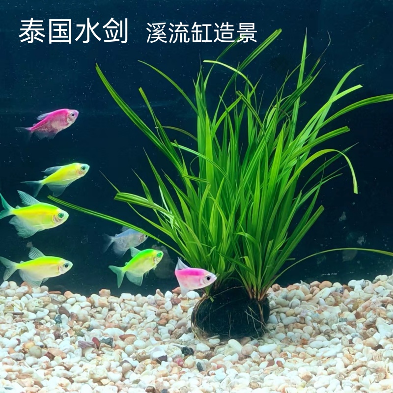 泰国水剑溪流原生缸造景水草