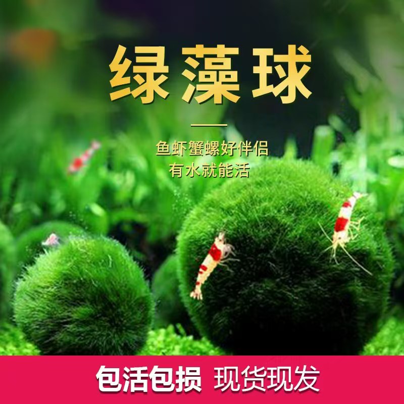 绿藻球阴性好养鱼缸造景水草图片