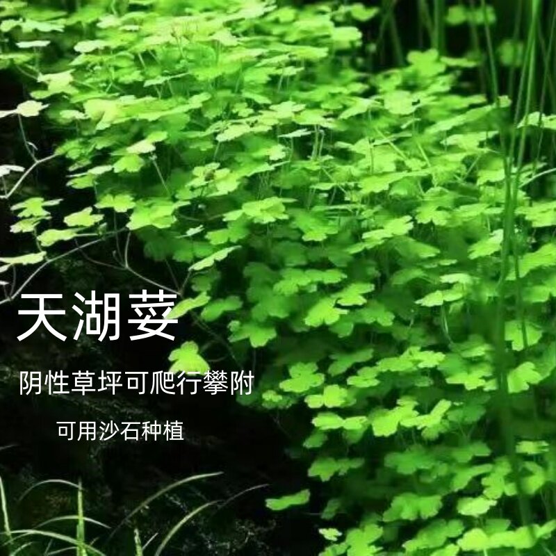 天湖荽鱼缸前景阴性造景水草图片