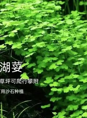 天湖荽鱼缸前景阴性造景水草