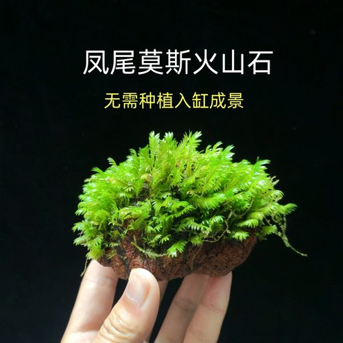 凤石尾石水草沉木鱼缸造景