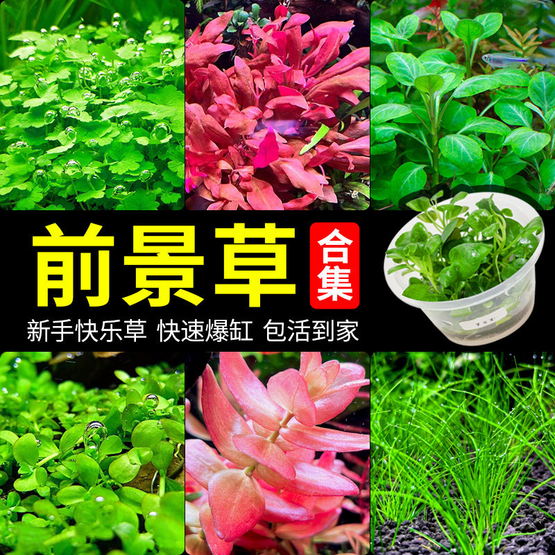 前景草趴地矮珍珠鱼缸水草植物真草活净水阴性草新手无菌杯牛毛