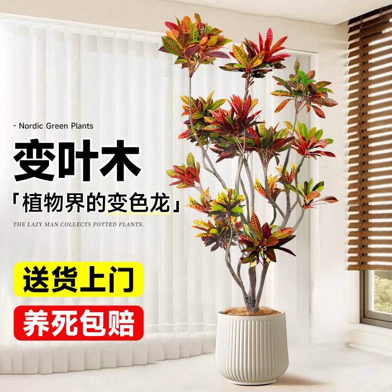 变色木盆栽大型绿植客厅真树旺宅办公室内植物七彩变叶木四季好养
