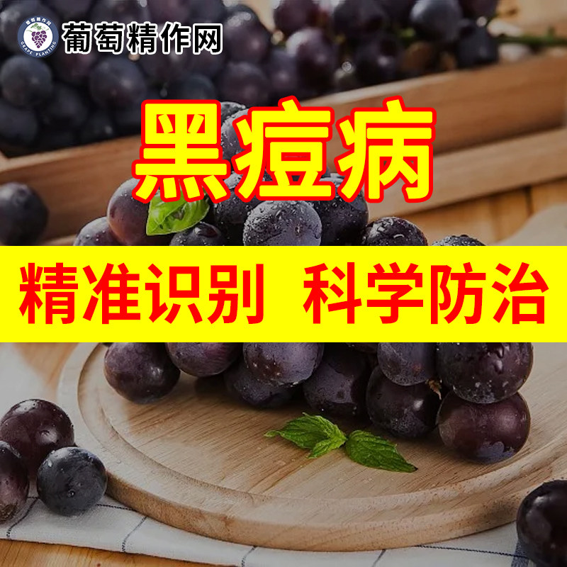 葡萄黑痘病精准识别与科学防治吡唑醚菌酯苯醚甲环唑金棠妙收极洒