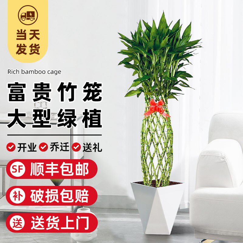 富贵竹笼客厅大盆栽n大型绿植物竹编新房办公室旺宅室内观音竹土
