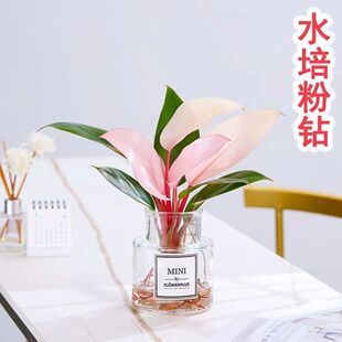 粉钻水培植物室内绿植粉公主蔓绿绒懒人好养植物客厅办公室吸甲醛