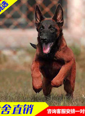 新品马犬幼犬纯种活体爆红黑红黄A马犬看家护院犬狼狗大型护卫犬
