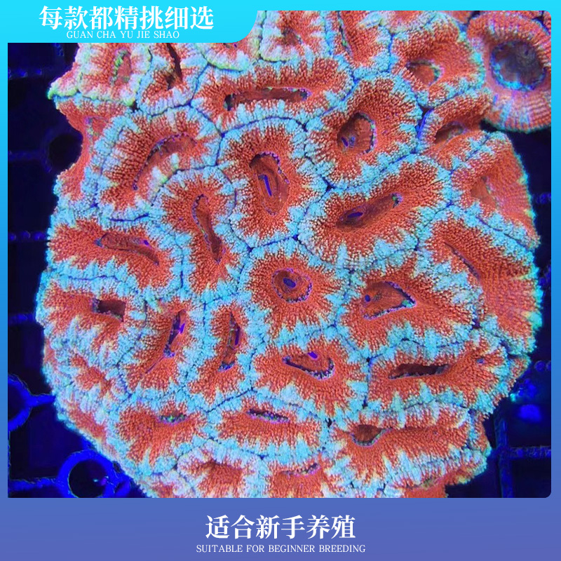 极速万鱼来朝精品澳洲灯琴萤光分支脑F彩色钮扣脑澳洲糖果脑合集