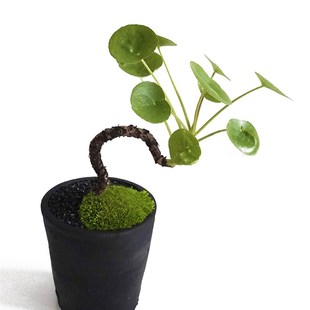 极速镜面草老桩多肉植物一点金网红绿植耐K阴室内水培办公室盆栽