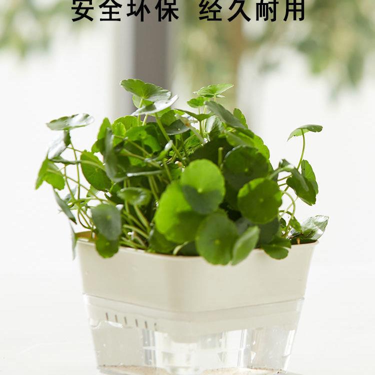 极速水培植物容器塑料水培花盆塑料创意I水仙盆栽北欧简约个性多