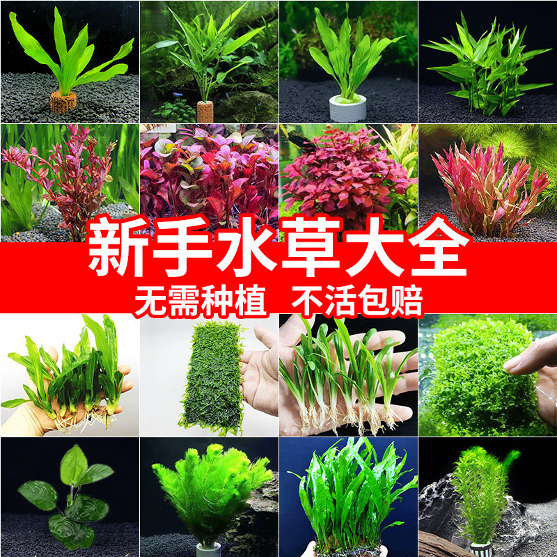 极速水草植物鱼缸l造景新手懒人阴性蜈蚣草水榕莫斯养鱼造氧定植