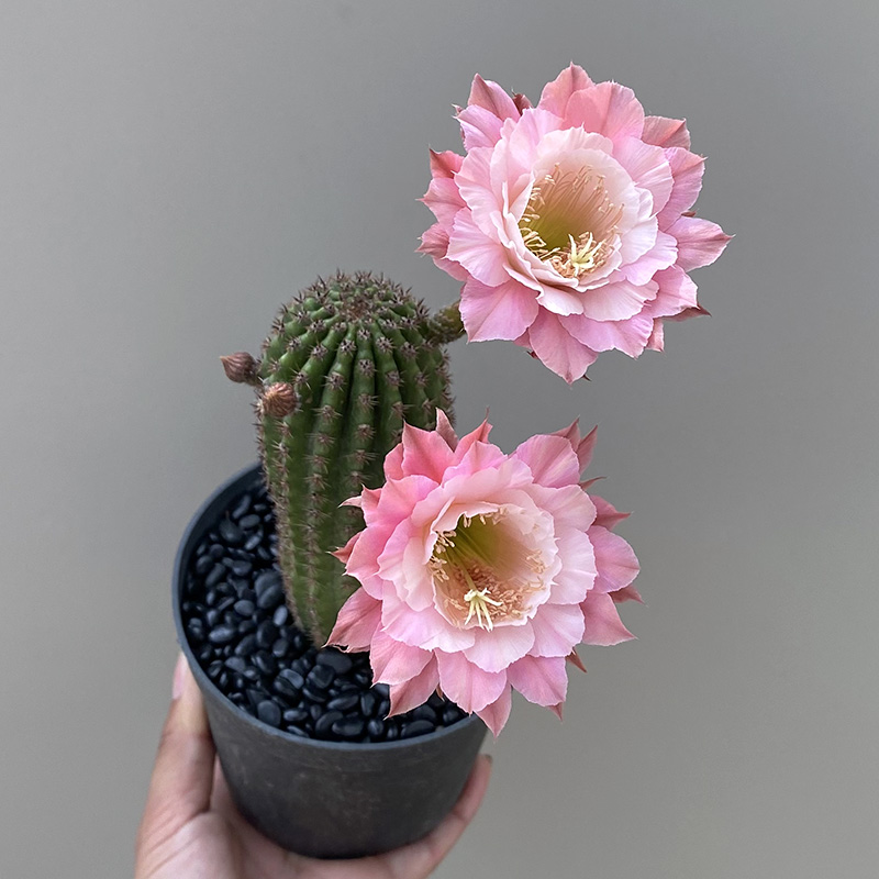 极速植物员外 奈何之花 易开花爆花品种毛花柱金妞仙人Y柱仙人球