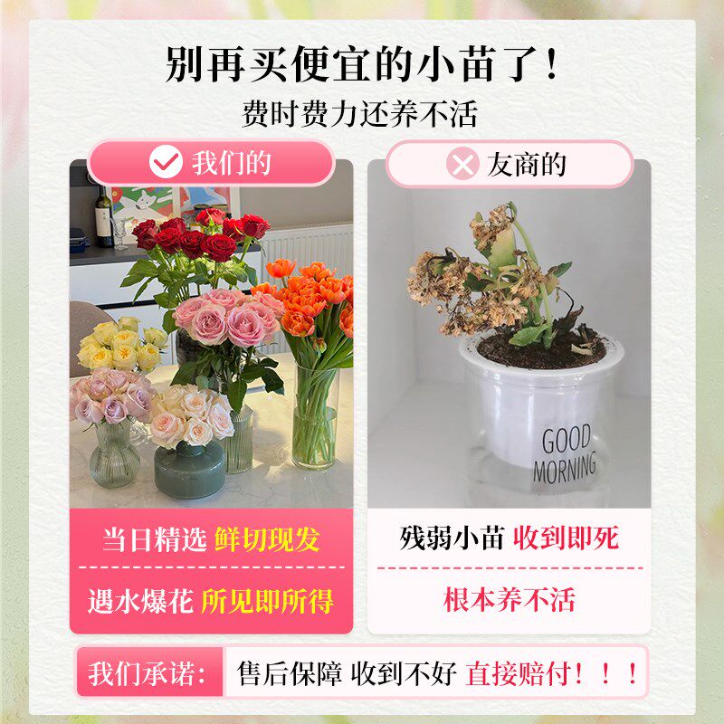 极速适合水养的花室内客厅花卉A四季易养活阳台百合花鲜花水培植