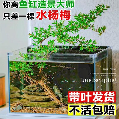 极速水杨b梅鱼缸造景水杉挺水植物水培原生缸溪流缸飘枝老桩矮绿
