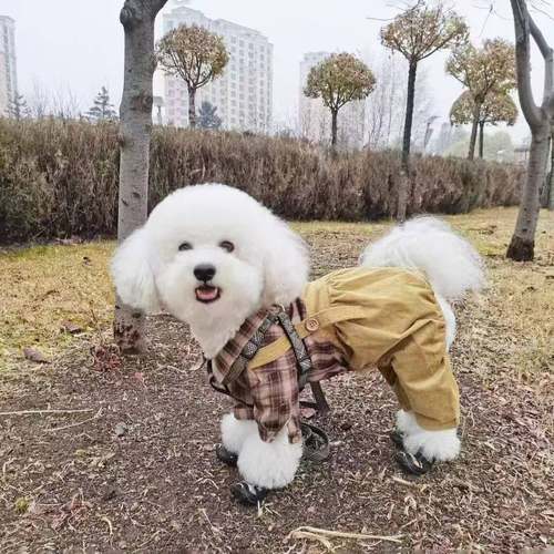 宠物猫咪狗狗四脚衣泰迪雪纳瑞博美衣服秋冬加绒背带裤中小型犬