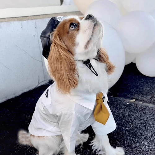 Одежда для собак и кошек, весенне-летние тонкие рубашки и галстуки-бабочки для мужчин в британском стиле Тедди Бишон Шнауцер
