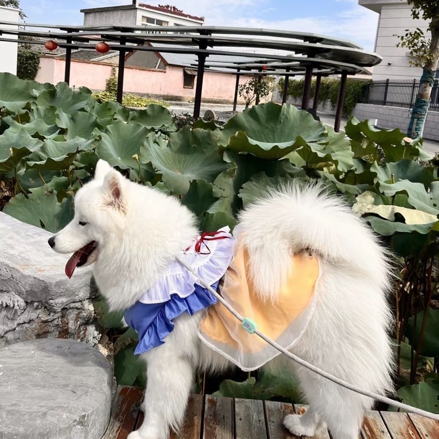 中大型犬通用聚酯纤维
