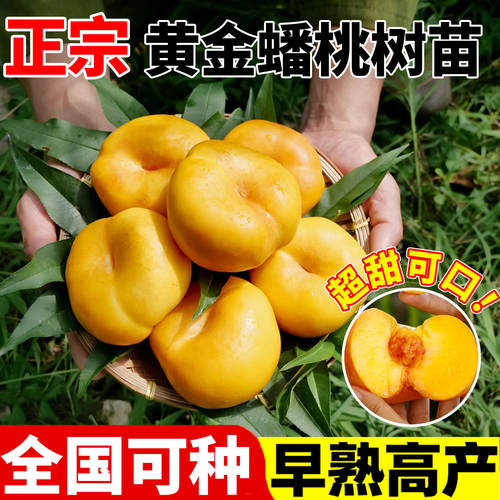 黄金蟠桃树果苗嫁接苗大号庭院地栽水果果树南方北方种植当年结果