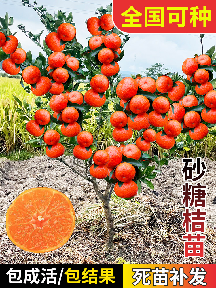 沙糖桔子树苗地栽盆南北方图片
