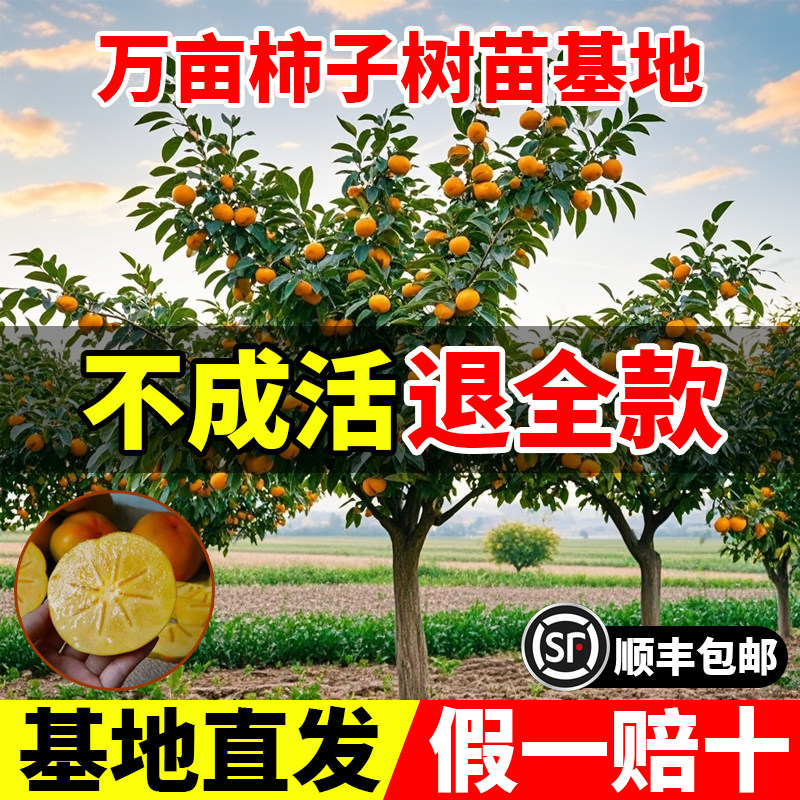 脆甜柿子树果苗庭院嫁接盆图片