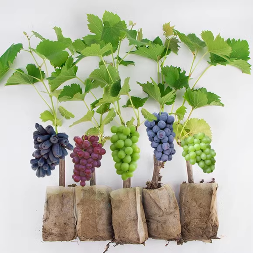 葡萄树苗蓝宝石阳光玫瑰北