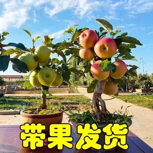 矮化老桩苹果树盆栽矮化苹果树嫁接当年结果果树阳台室内庭院种植
