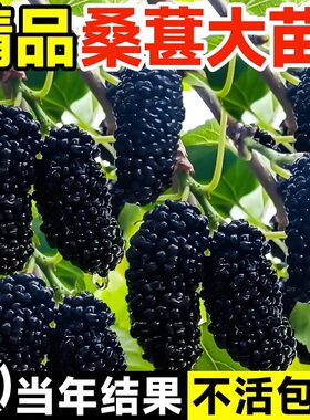 桑葚树苗南北方种植当年结果
