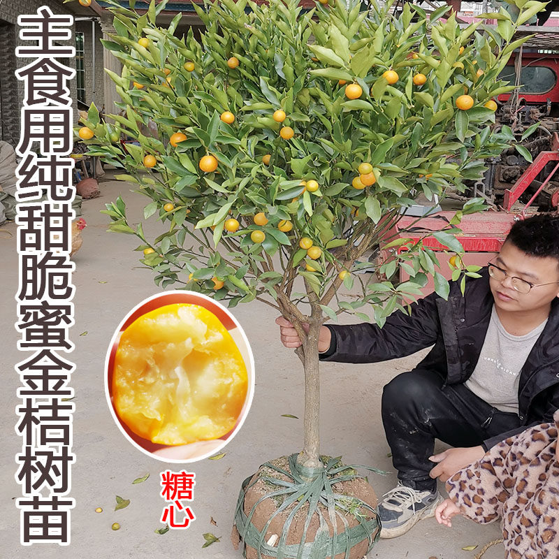 脆皮金桔带果发货盆栽树苗