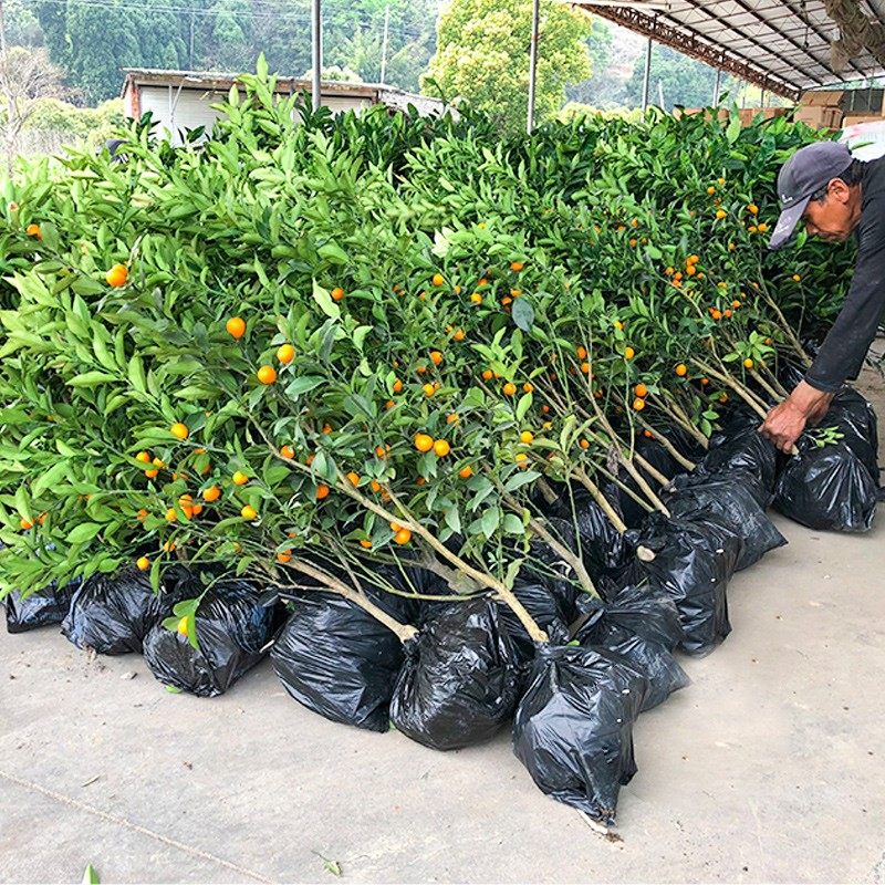 脆皮金桔带果发货盆栽树苗四季果树可食用橘子苗脆皮金橘室内常绿