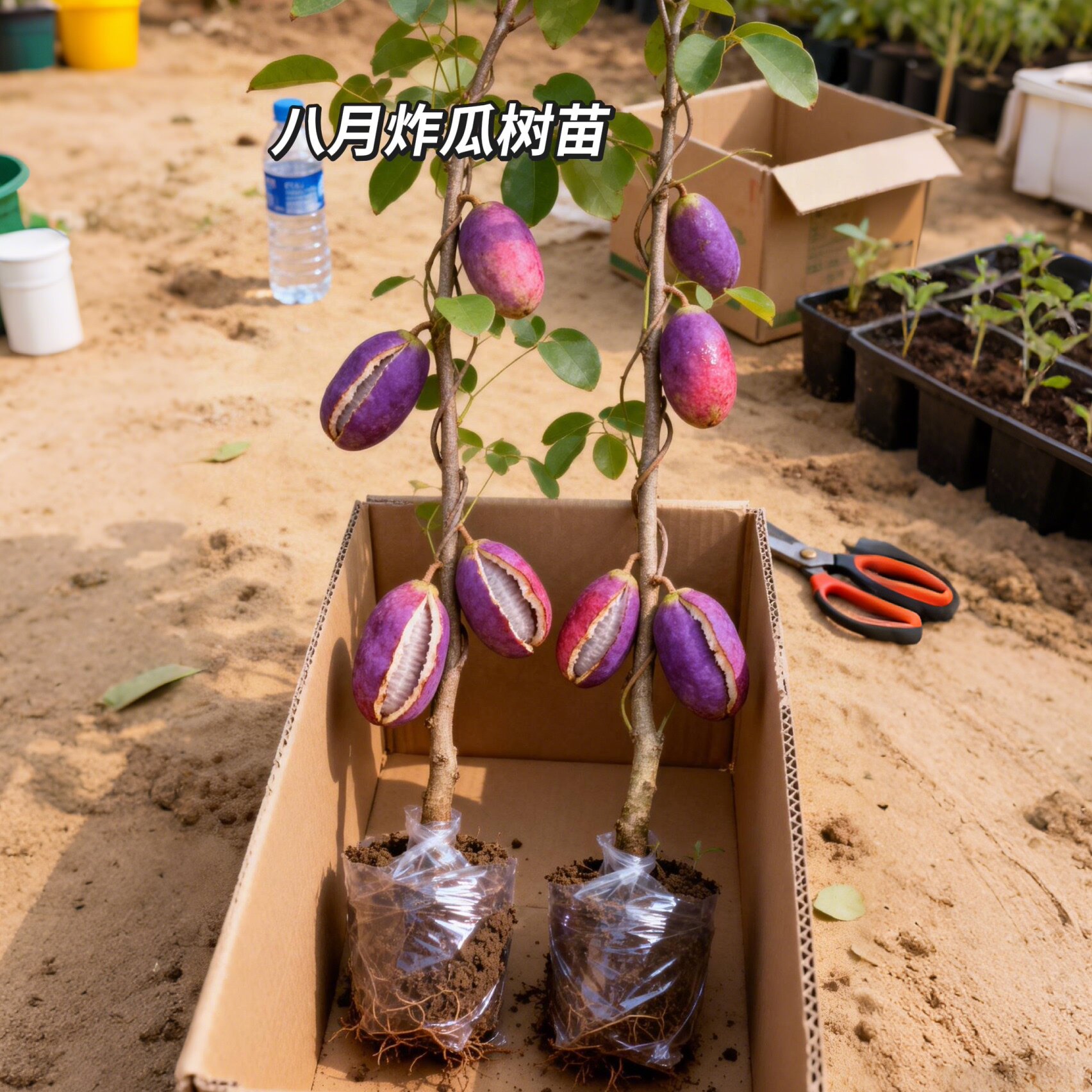 无籽八月瓜树苗嫁接苗八月炸瓜苗庭院种植盆栽水果树果苗当年结果