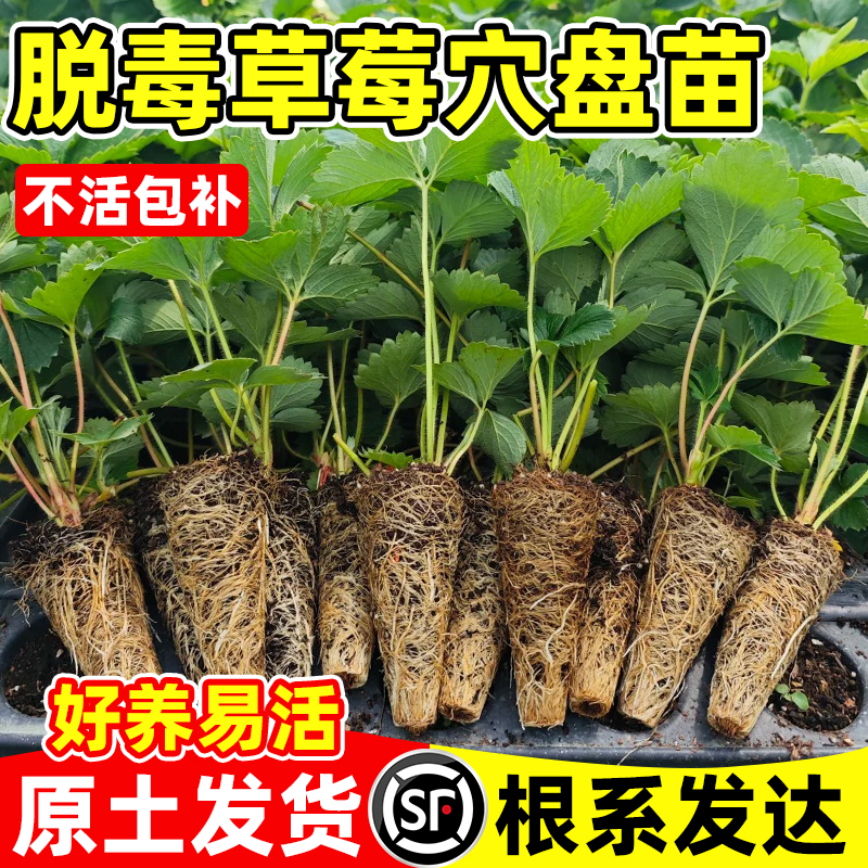 草莓苗穴盘苗丹东99奶油植物苗秧