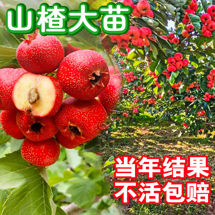 山楂树活苗大五棱甜红子山楂苗南