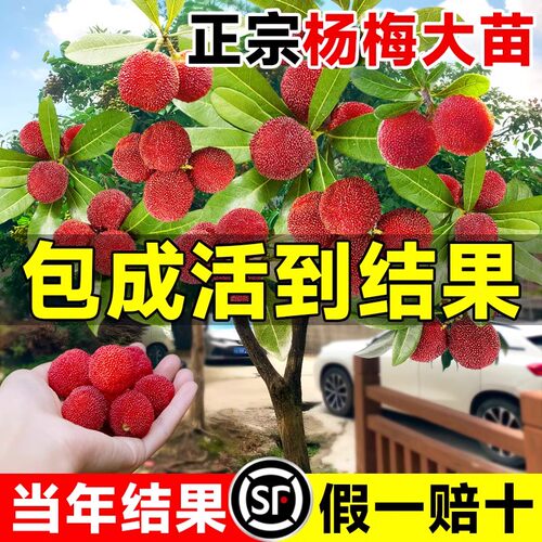 广西正宗杨梅树苗南北方种