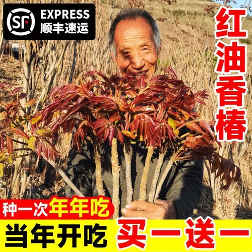 香椿苗盆栽地栽南方北种植可食用