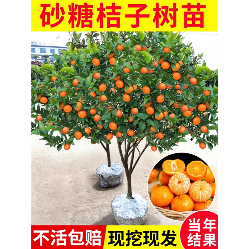 沙糖桔树苗地栽盆南方北种图片