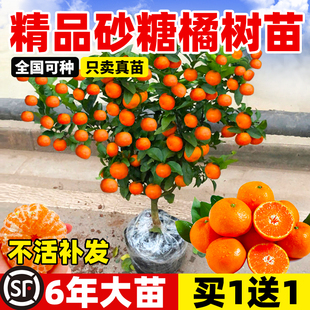 沙糖桔树苗地栽盆栽南方北方种植橘子树苗柑桔果树果苗嫁接砂糖橘