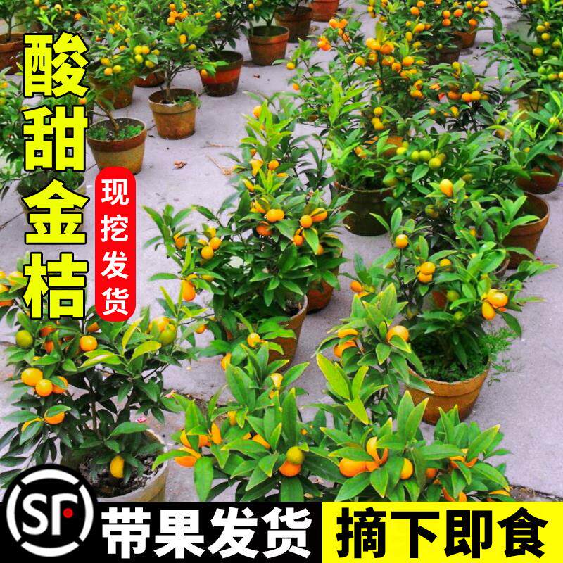 脆皮金桔带果发货盆栽树苗四季果树可食用橘子苗脆皮金橘室内常绿,鲜花速递/花卉仿真/绿植园艺,果树,淘宝优惠券,粉丝福利购,淘宝优惠卷