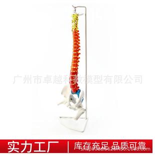 胸骨区分 彩色脊椎带骨盆股骨 自然大人体脊椎带骨 直销85cm 新款