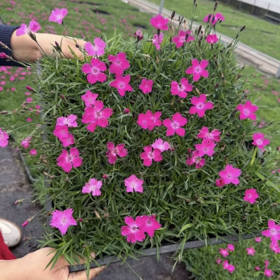 欧石竹方盘花苗四季开花耐寒耐旱宿根多年生矮生草坪庭院绿化好养