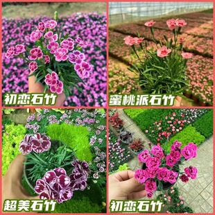 欧石竹初吻石竹花苗四季开花草坪耐寒耐旱庭院绿化多年生宿根植物