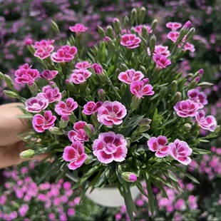 欧石竹初吻石竹花苗四季开花草坪耐寒耐旱庭院绿化多年生宿根植物