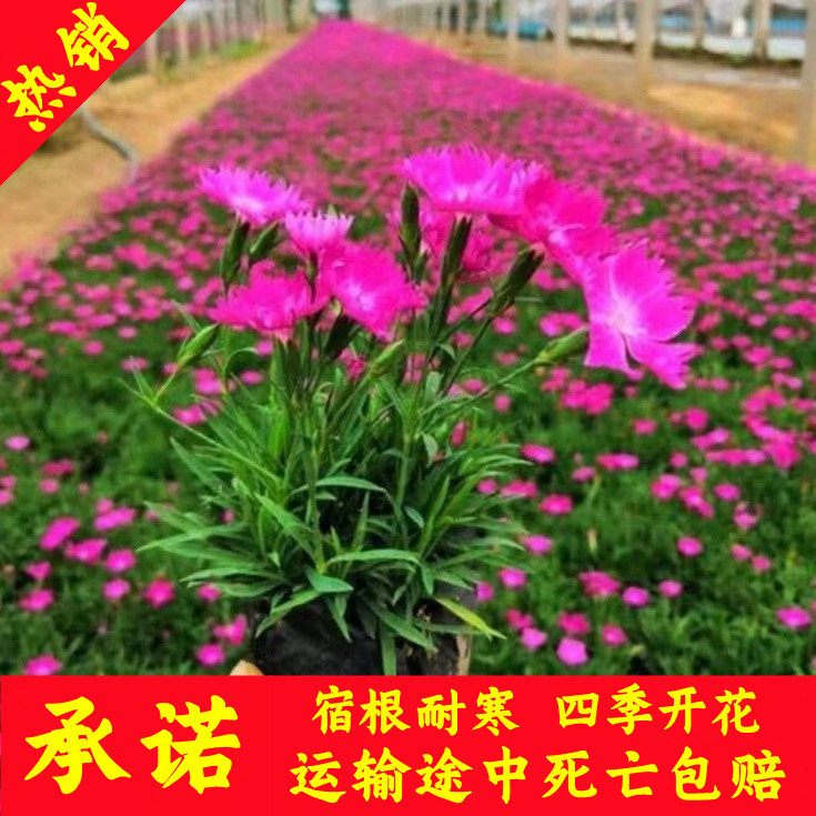 欧石竹粉贝花苗四季开花宿根多年生耐寒耐旱庭院园林绿化盆栽草坪