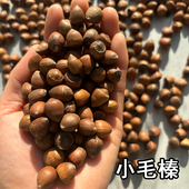 特产小毛榛子小榛子500g笨炒孕妇零食坚果袋装