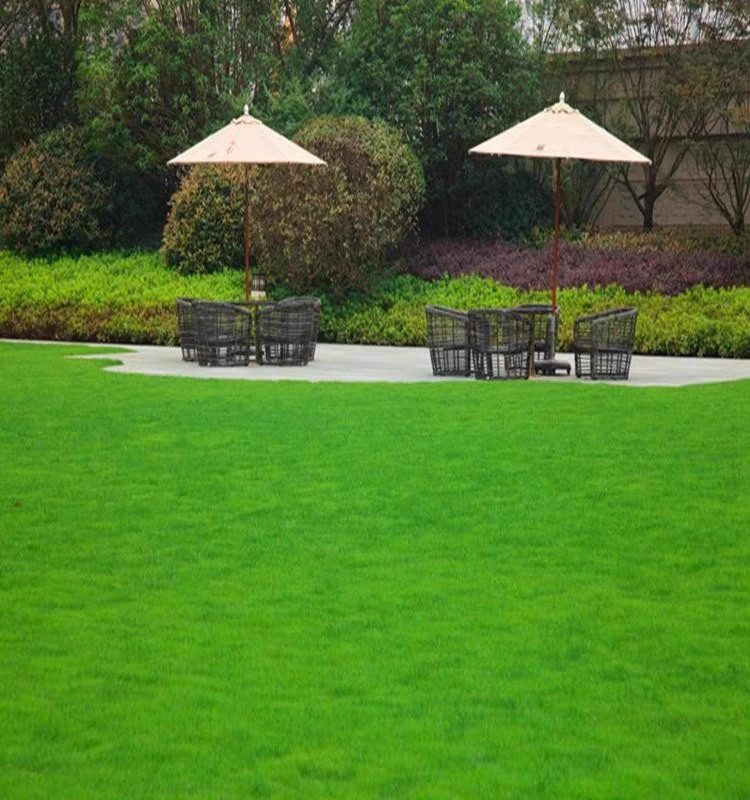 草坪种子护坡草籽绿化狗牙根高羊茅黑麦草籽马尼拉四季常青草种籽