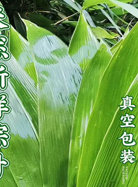 分装瓶收纳罐新鲜粽叶粽子叶天然大号新箬竹叶现摘端午节家用麻竹