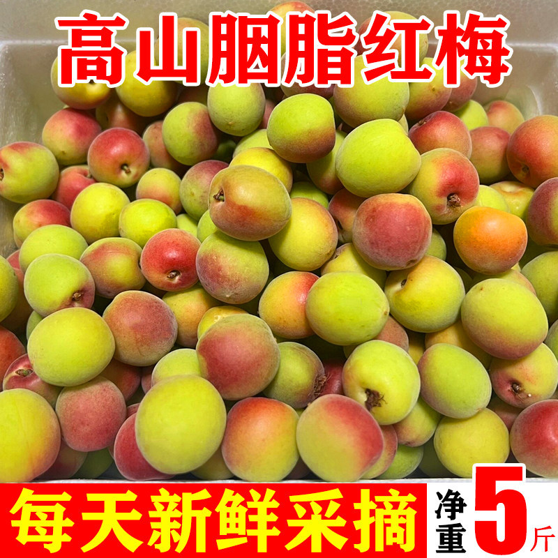 分装瓶收纳罐正宗胭脂梅新鲜青梅鲜果现摘云南高山泡酒酵素生酸脆