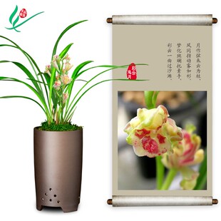 建兰兰花四季彩云追月浓香花卉盆景盆栽土绿植带草植物花苞名贵苗