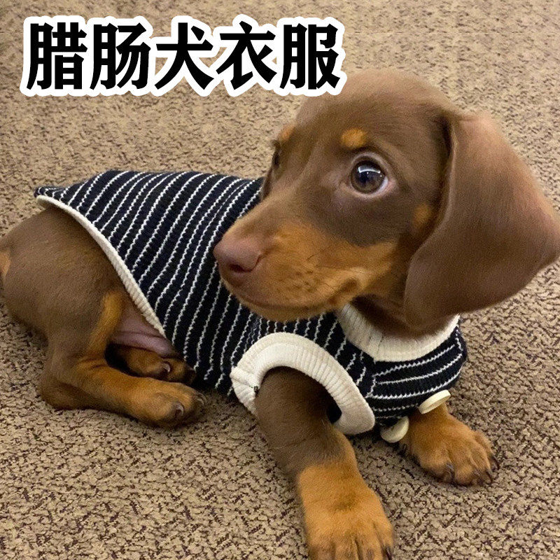 腊肠犬衣服四季通用秋冬保暖防掉毛小型犬专用护肚小体狗宠物用品