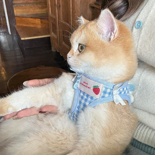 宠物猫咪牵引绳防挣脱胸背带金渐层布偶猫背心式户外遛狗遛猫绳子